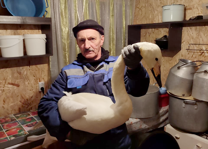 Лебединое одиночество