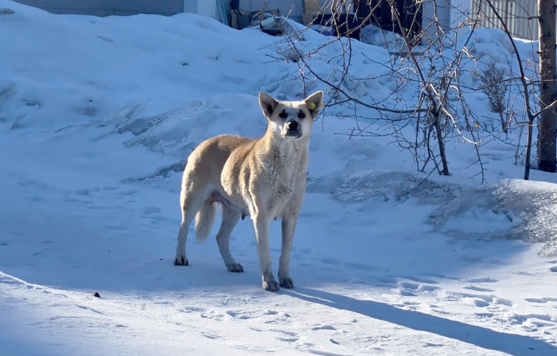 Собачье дело ﻿