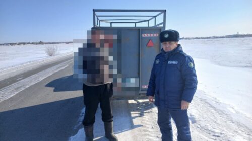 «Скотокрад»: в Павлодарской области пресекли перевозку мяса без документов