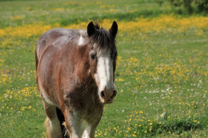 Лишние гектары: в Павлодарской области выявили нарушения при распределении пастбищ