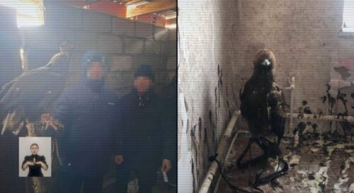 Сотрудников Баянаульского нацпарка задержали за контрабанду редких птиц