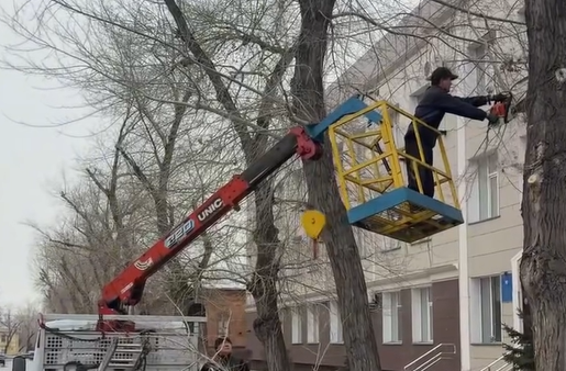 Павлодарцы могут подать заявку на обрезку деревьев