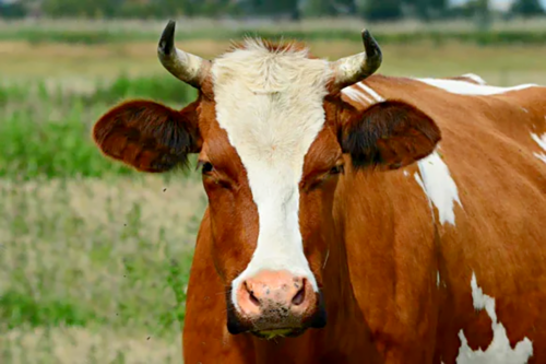 Комитет ветконтроля: в Павлодаре не ящур, а бешенство