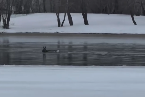 В Иртыше заметили плывущую косулю