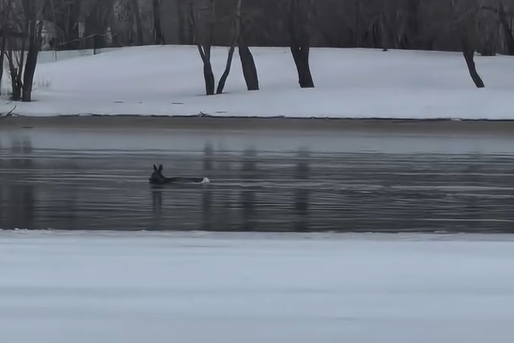 В Иртыше заметили плывущую косулю