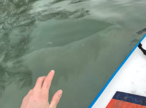 На теплом течении Иртыша заметили масляные пятна