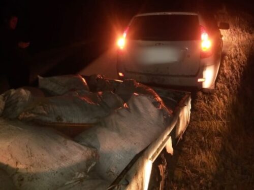 Контрабанда цист артемии салина: в деле фигурируют павлодарцы