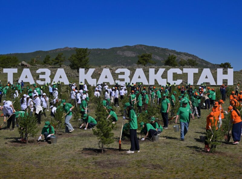 «Таза Қазақстан»: в Баянаульском нацпарке высадили тысячу сосен