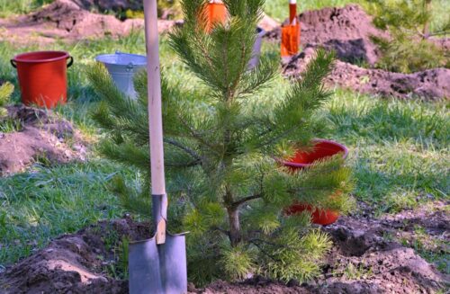 На набережной Павлодара высадили аллею выпускников