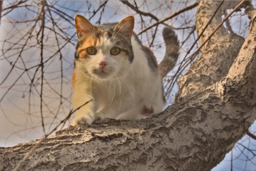 Пытавшийся снять с дерева кота павлодарец скончался в больнице