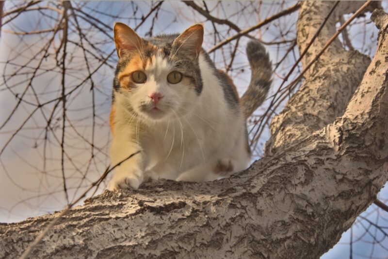 Пытавшийся снять с дерева кота павлодарец скончался в больнице