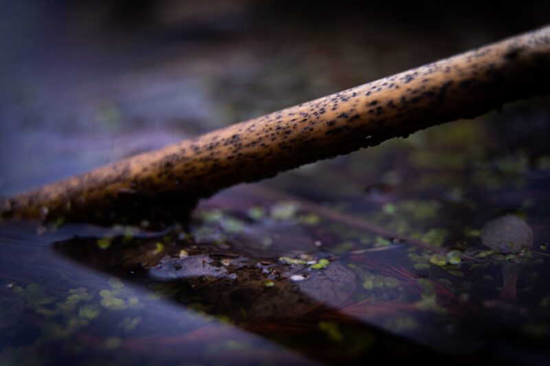 Жительница Баянаула пошла за скотом и увязла в болоте