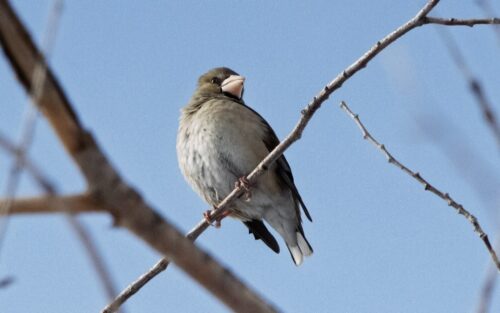В резервате «Ертіс орманы» обнаружили 40 новых видов птиц