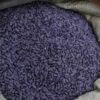 Агротехнологии: павлодарские фермеры обрабатывают семена подсолнечника электромагнитным полем
