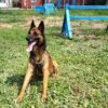 Овчарка по кличке Буран помогла павлодарским полицейским раскрыть 40 наркопреступлений