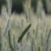 Вопросы сохранения урожая и заготовки кормов обсудили в Павлодаре