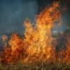 Два случая сокрытия лесных пожаров выявили в Павлодарской области