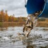 Осенью в павлодарские водоемы выпустят полмиллиона мальков карпа и сазана