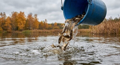 Осенью в павлодарские водоемы выпустят полмиллиона мальков карпа и сазана