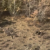 Видео: семейство кабанов заметили с воздуха в Баянаульском нацпарке
