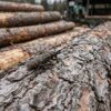В Павлодар из России пытались завезти древесину с опасным жуком
