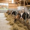 Павлодарские аграрии выполнили план по заготовке кормов на 100%