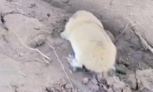 Видео: в резервате «Ертіс орманы» заметили слепушонка